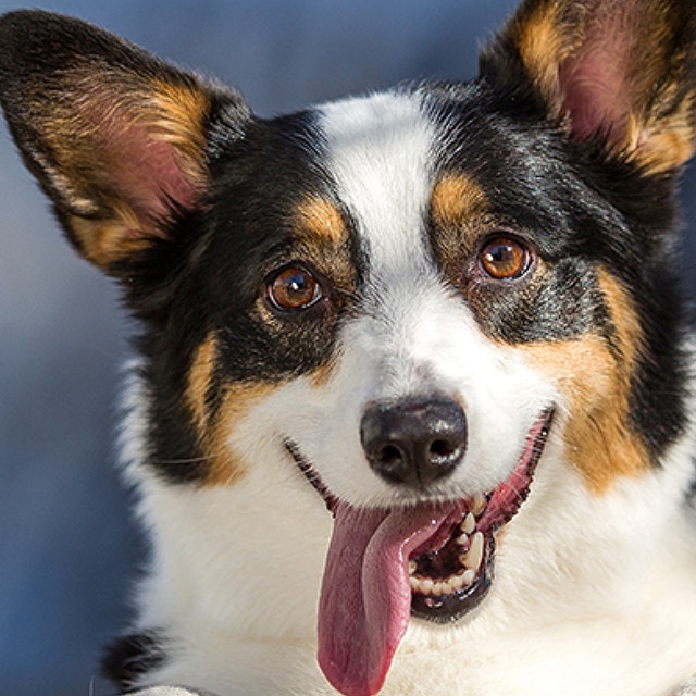 Table scraps and your puppy