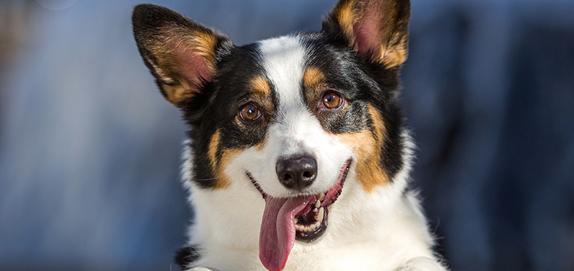 Looking after your puppy’s paws
