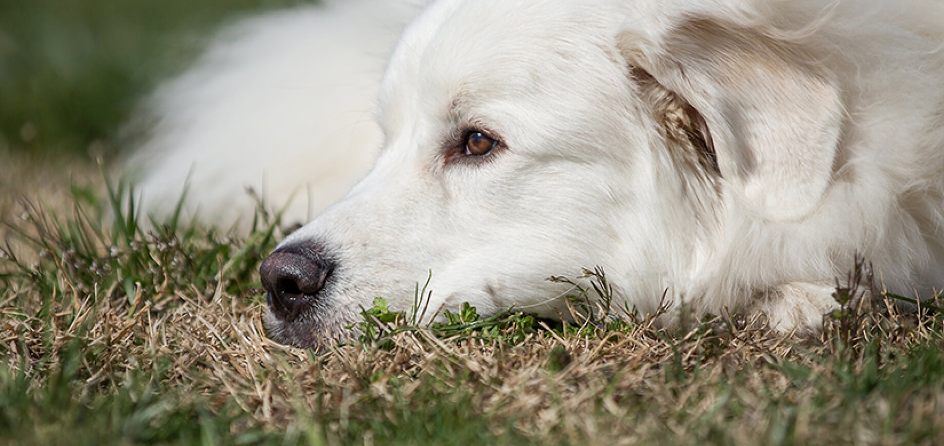 How to deal with problem dog behaviour