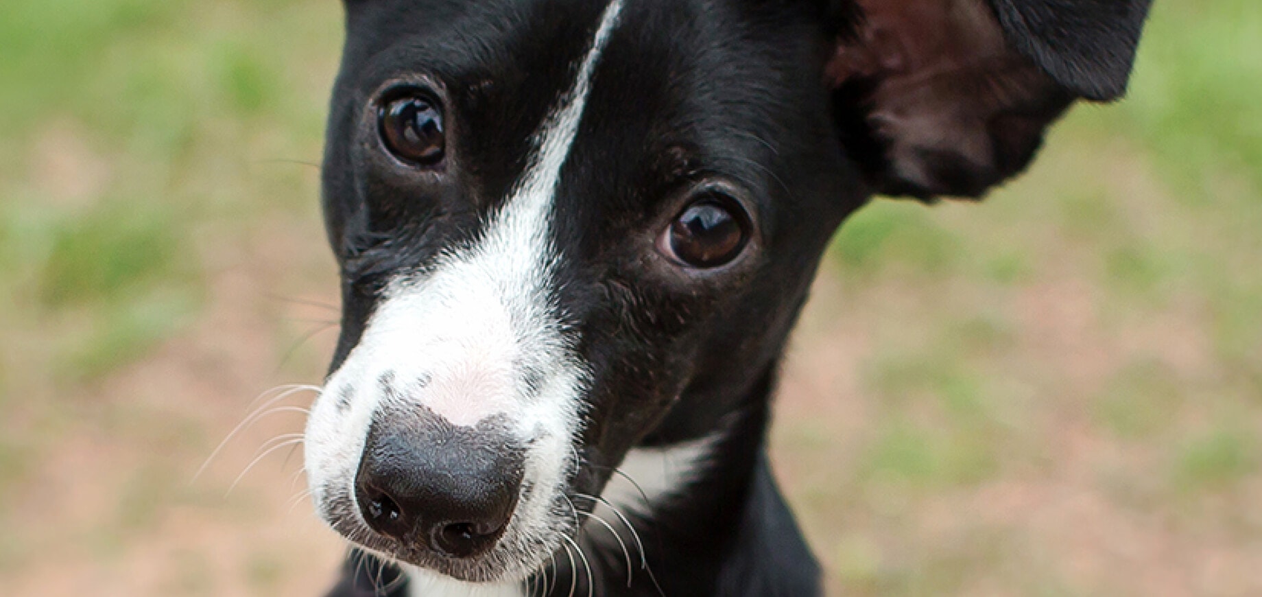 Could your puppy be overweight?