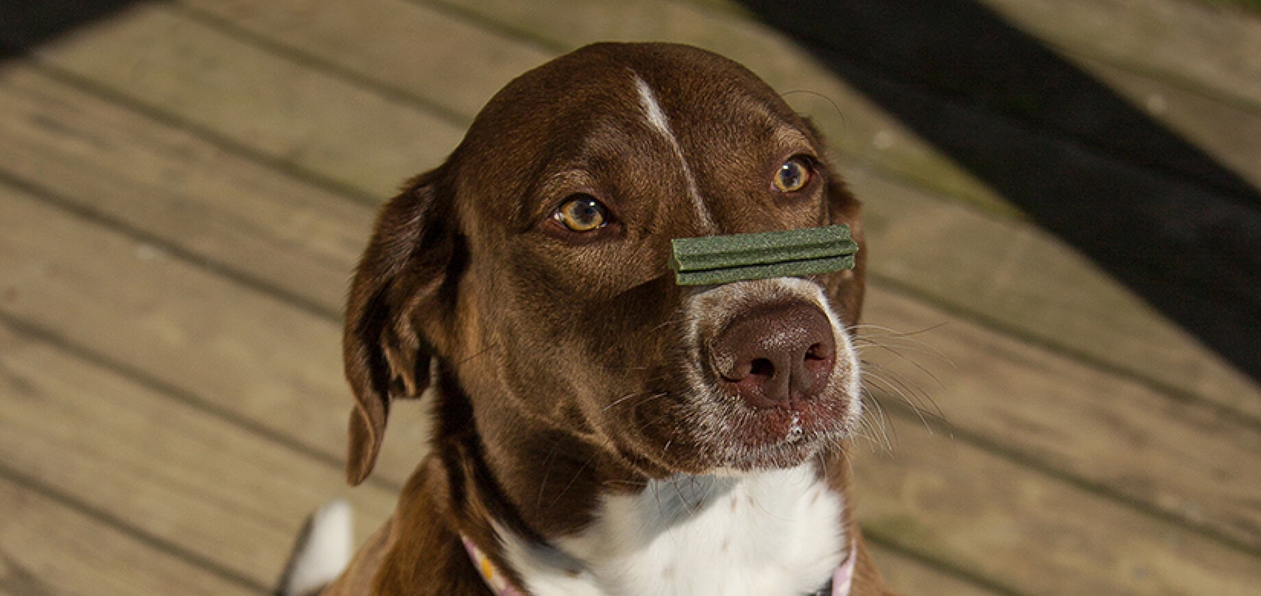 Adopting a rescue puppy