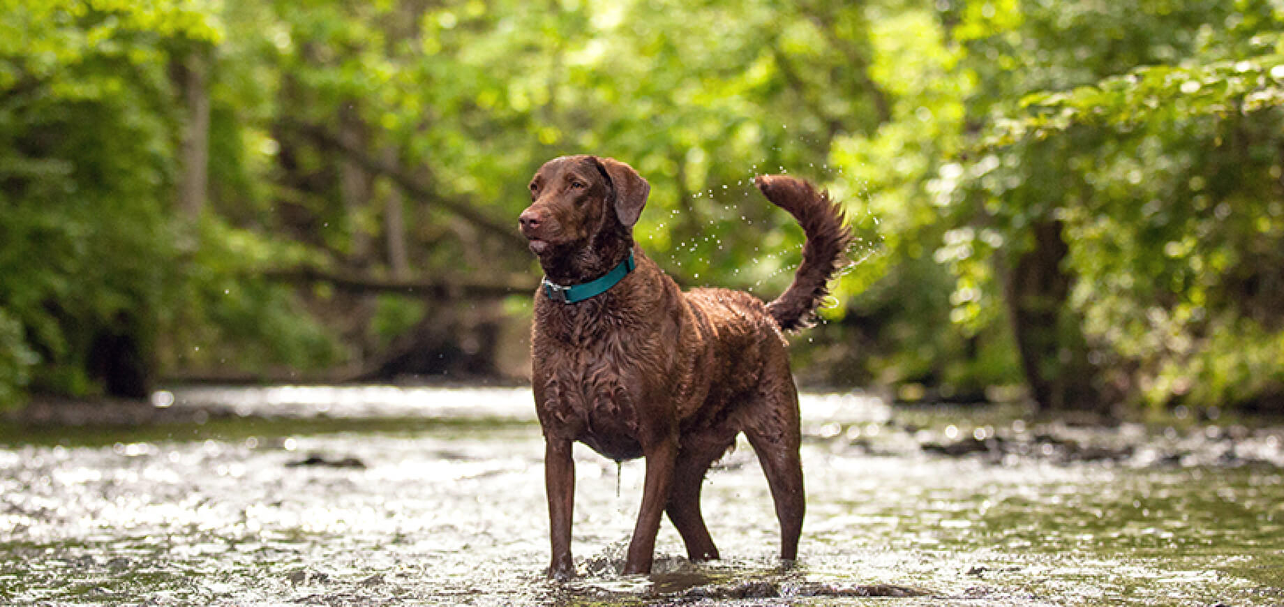 Our Tips to Keep your Dog’s Teeth and Gums Healthy