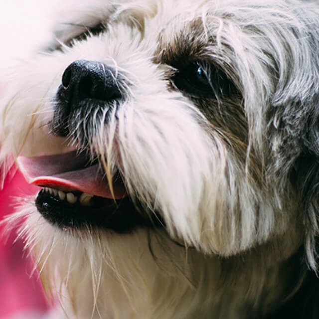 Diarrhoea in dogs: Causes and Treatment