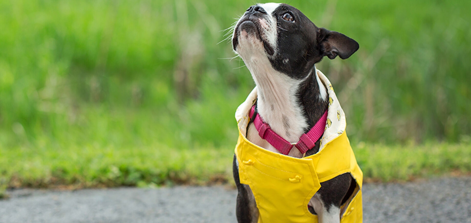 Wet, Dry or Mixed Puppy Food?