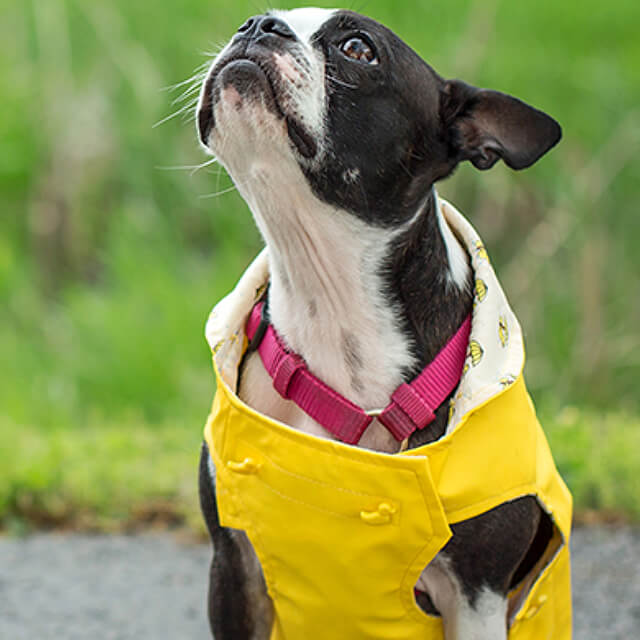 Wet, Dry or Mixed Puppy Food?