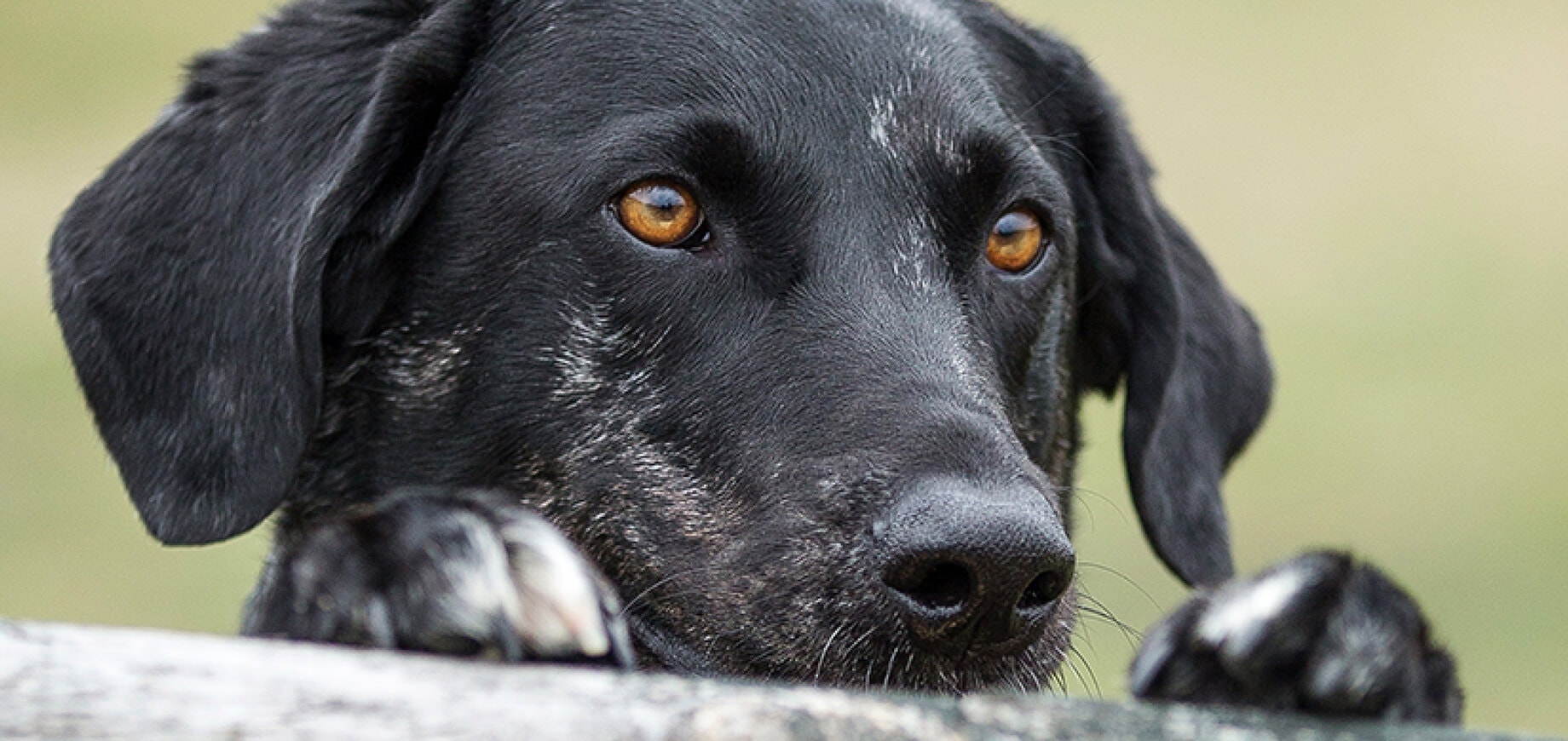 Rehoming or adopting a rescue dog