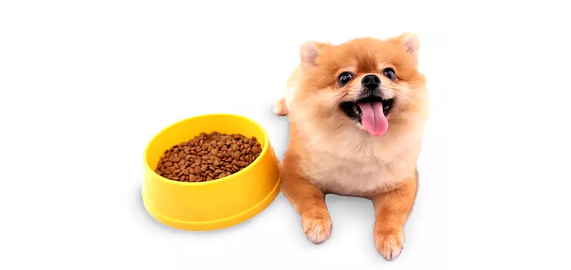 Kibble size: why it matters for small breed dogs