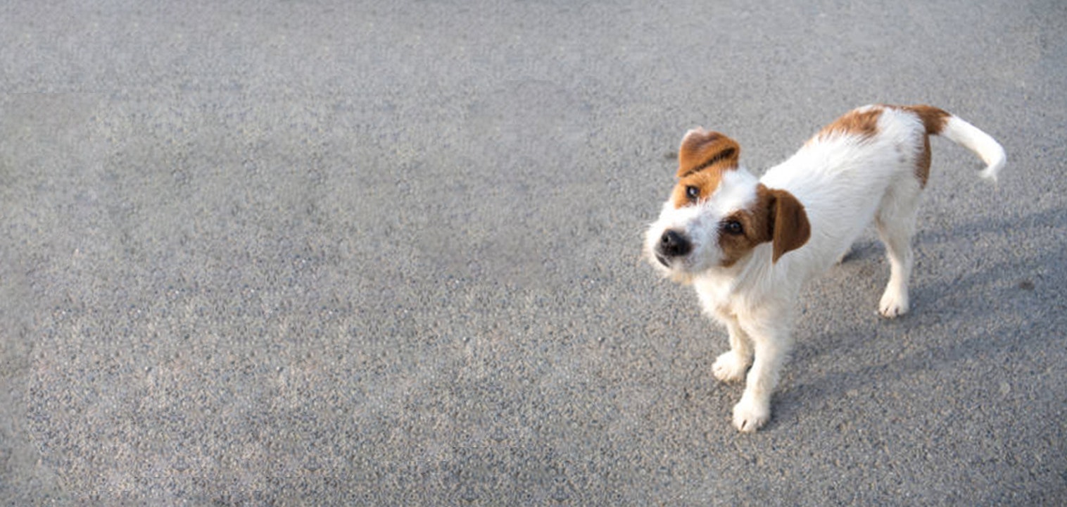 What's the right breed of dog for me?