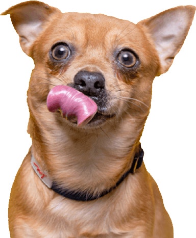 Find a local rescue brand story 2