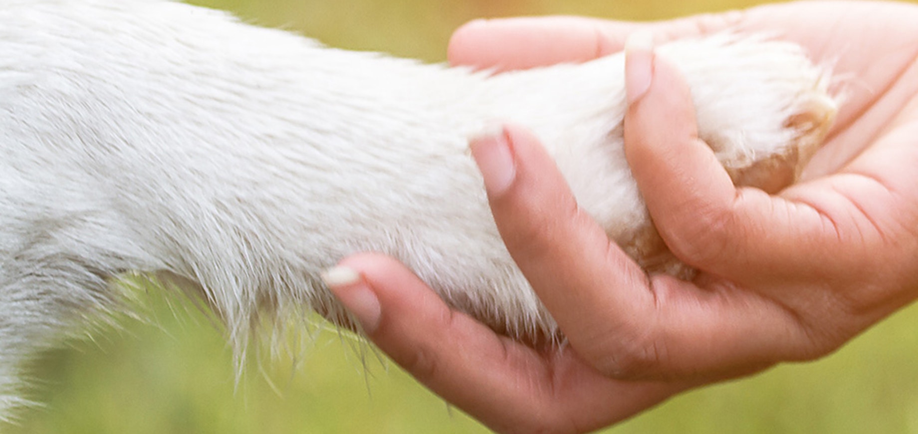 10 things you need to know before getting a dog