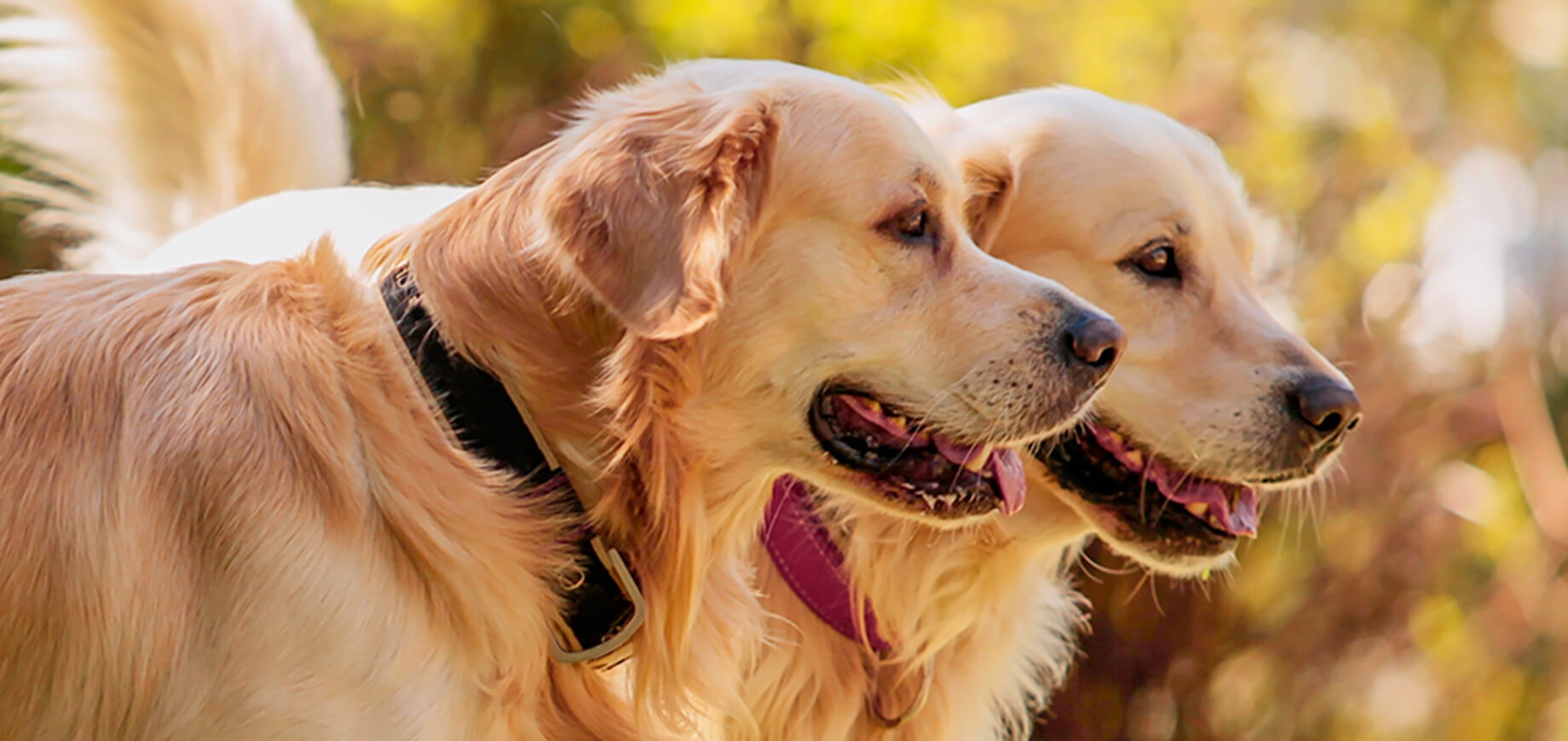 Socialisation: Taking on the world one paw at a time