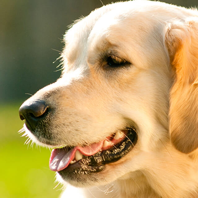 Introducing a new dog to your kids