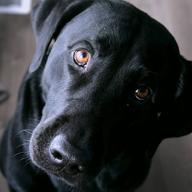 Help, my dog won’t sleep!