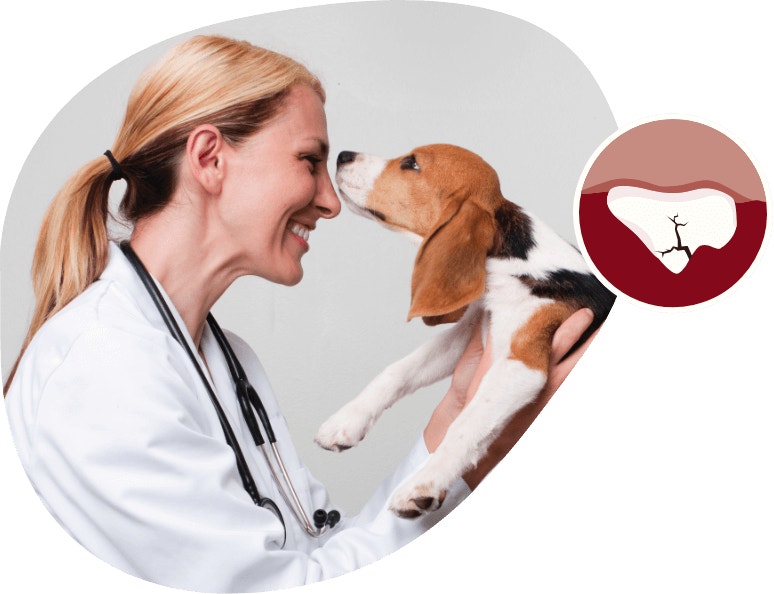 teeth are softer than they seem