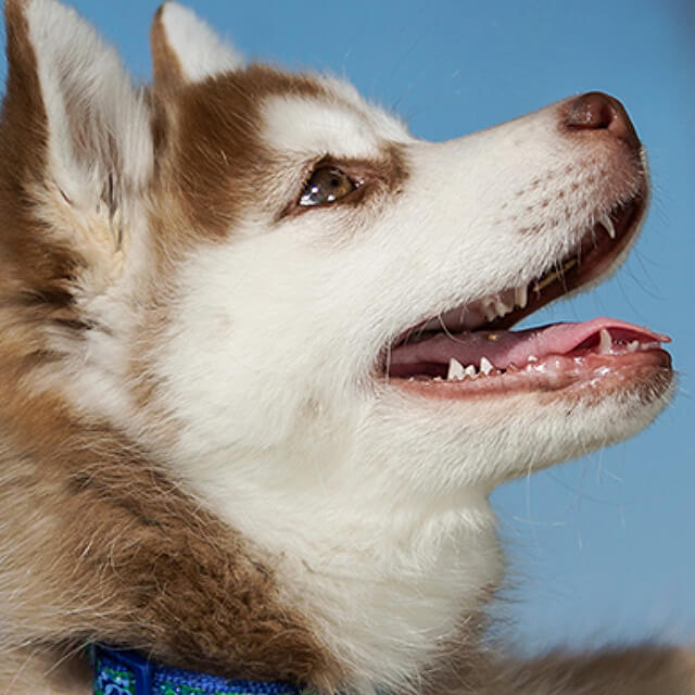 Can you teach an old dog new tricks