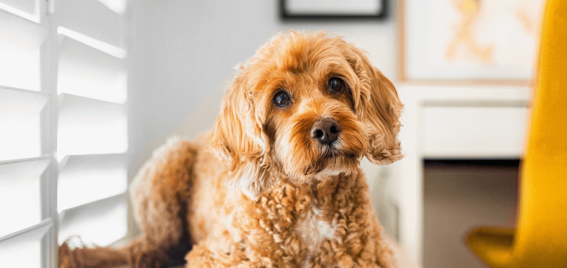 Train Your Dog To Close Doors