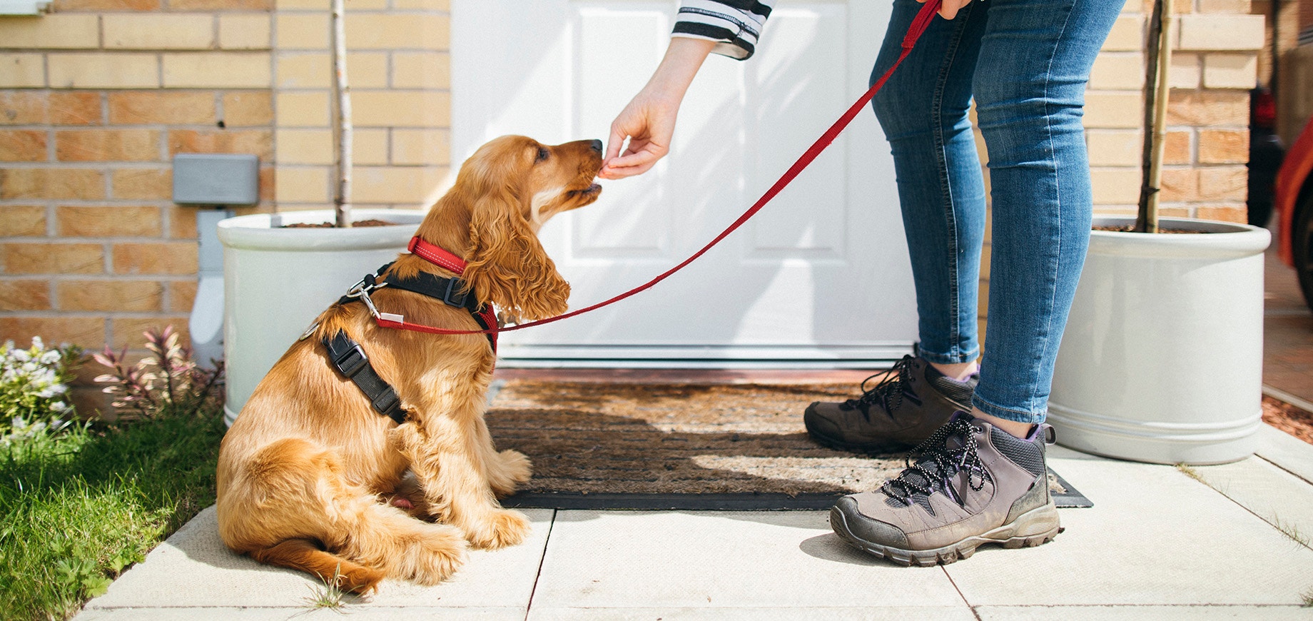 Dog training tips to make life easier