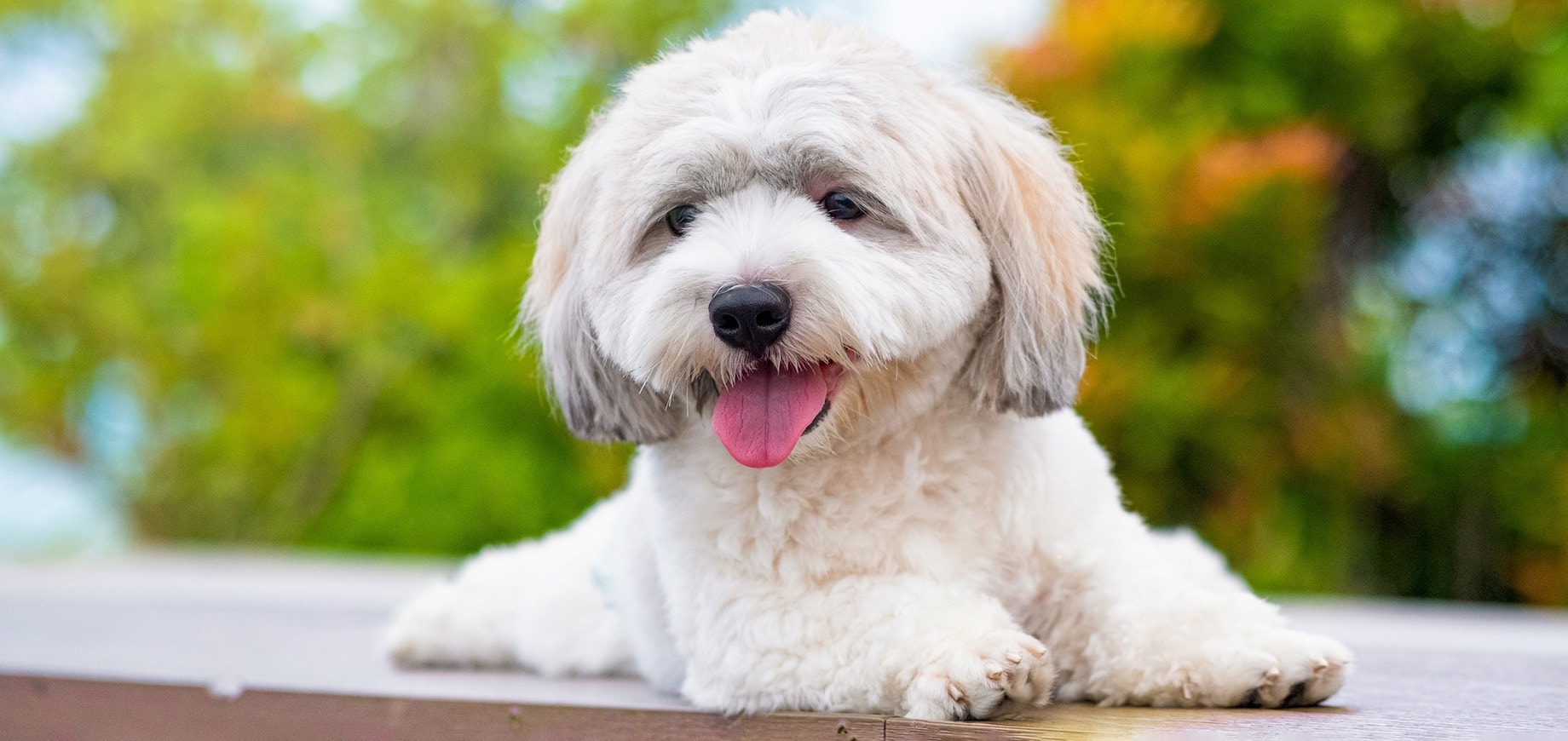 How to teach a dog to lie down