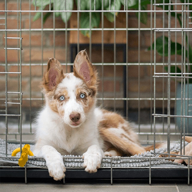 Dog in a crate