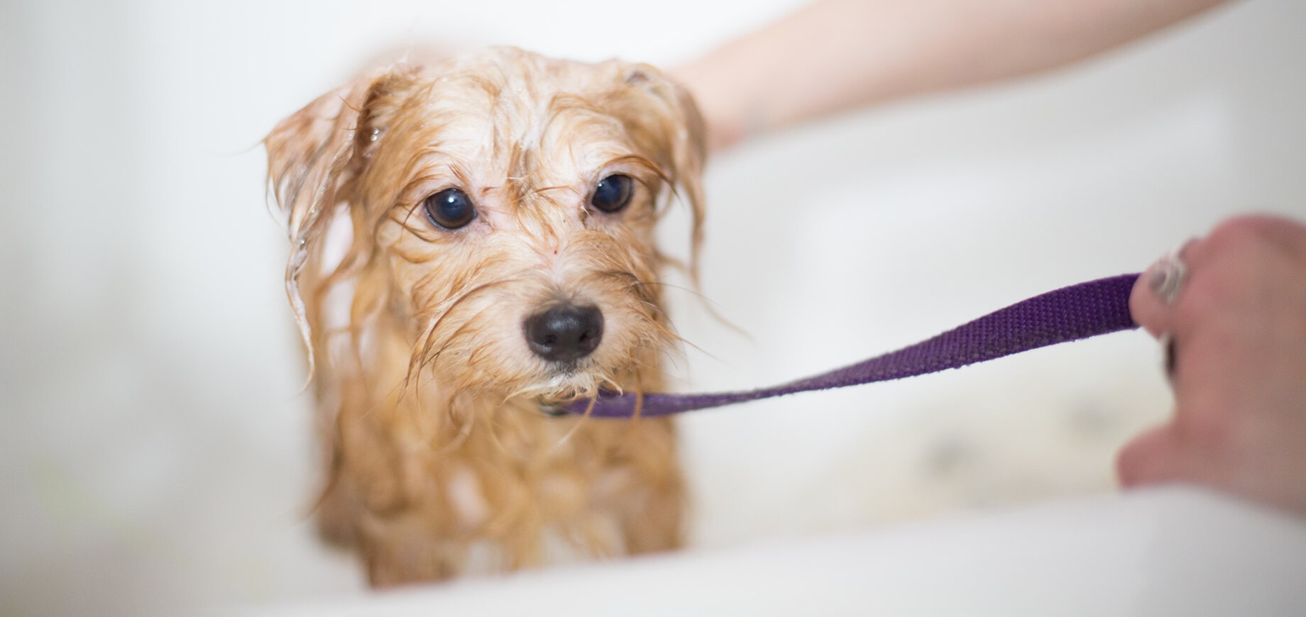 dog being washed