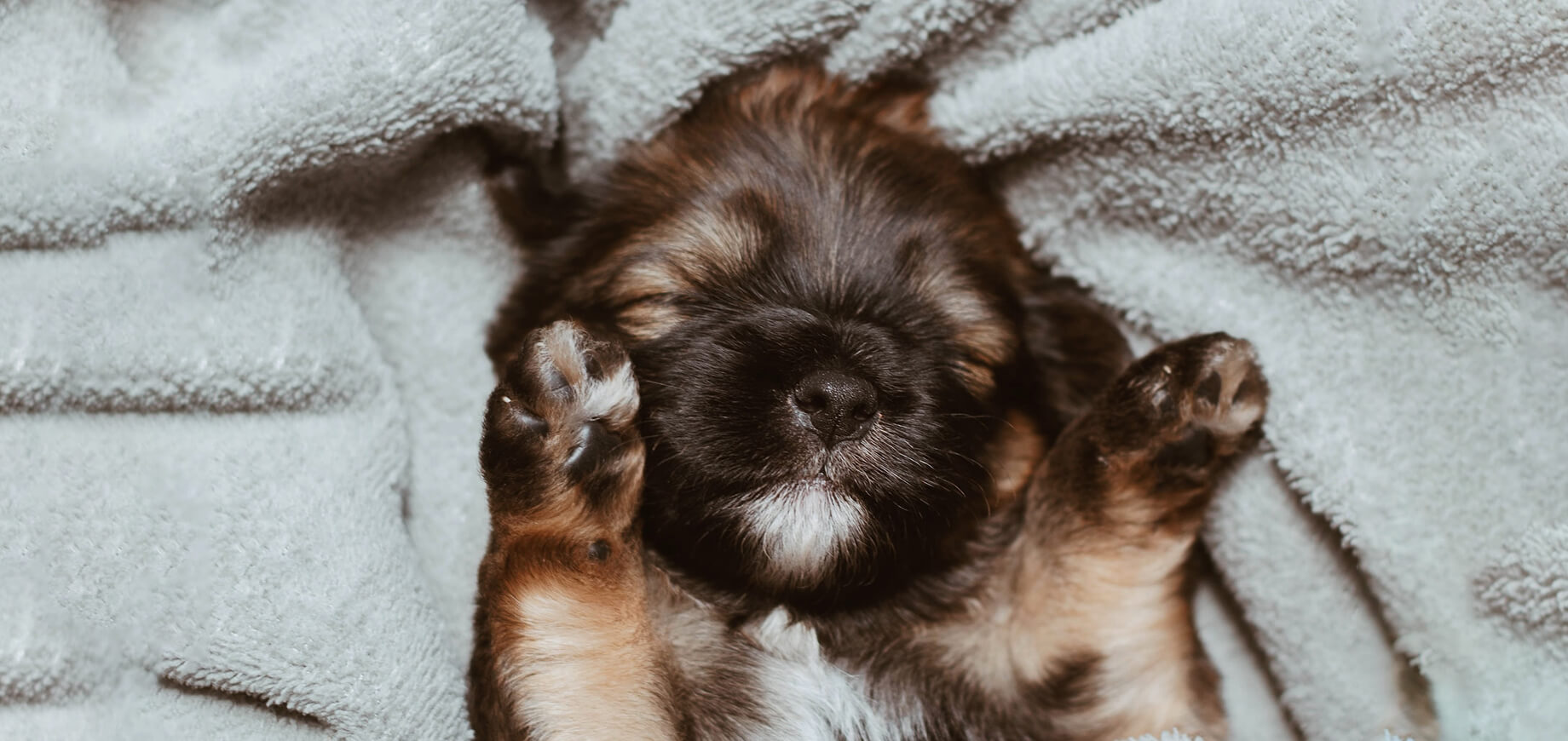 German Shepherd puppy sleeping with paws up near face, whilst wrapped in a cream blanket