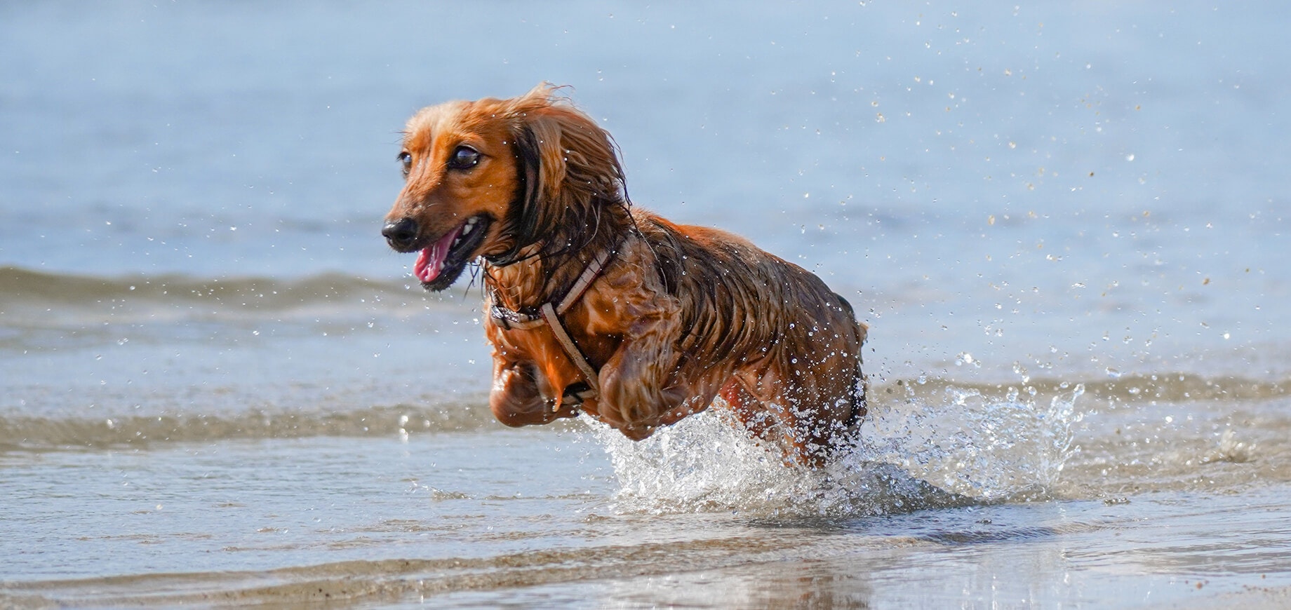 Little brown dog running in water