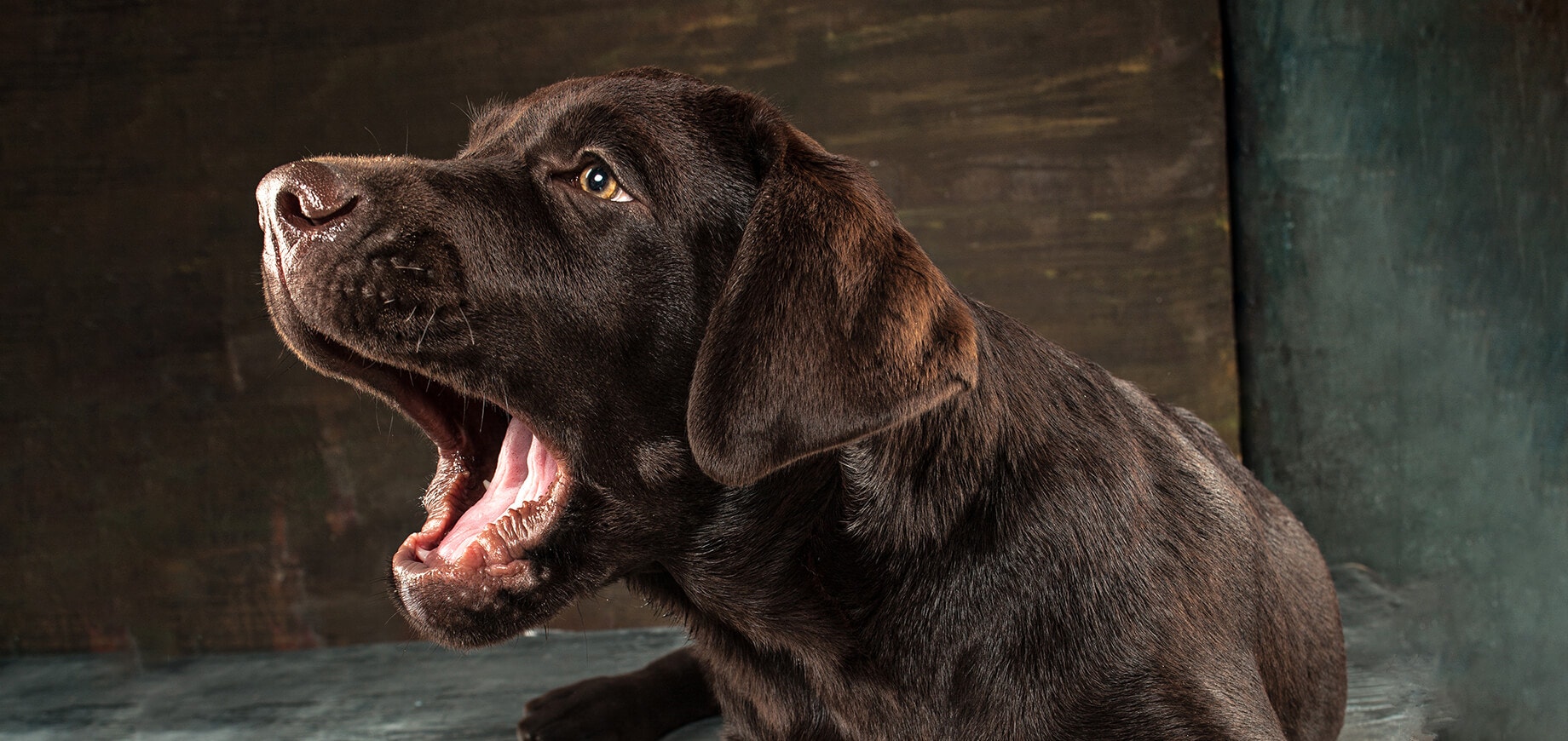 Black labrador dog barking against dark background