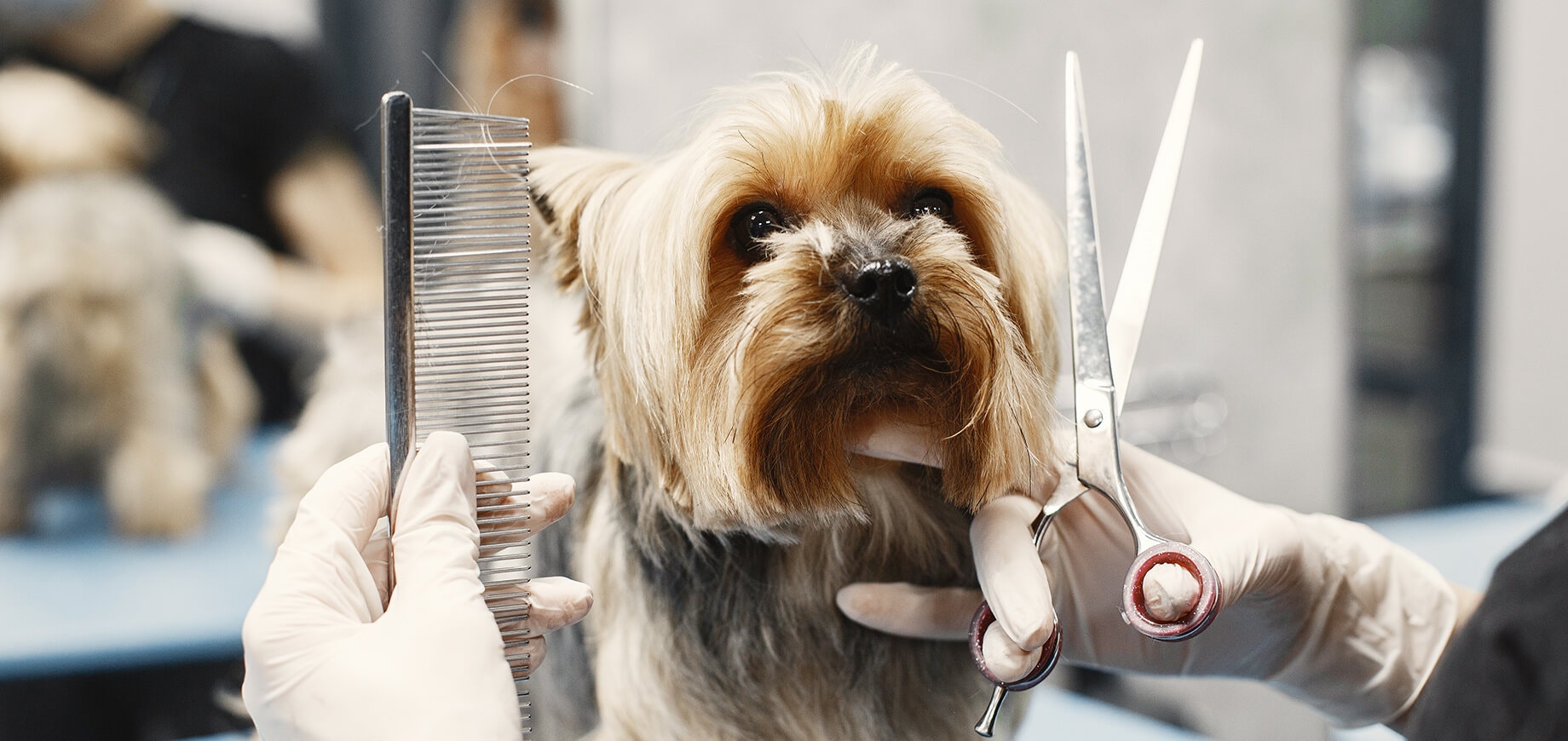 Yorkshire Terrier having a hair cut, with a woman holding a comb and scissors