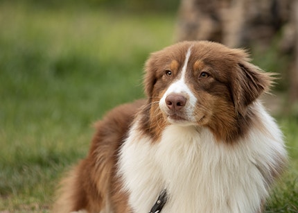 Red and white Australian Shepherd in field