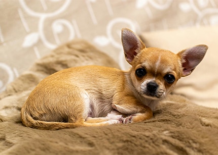 Chihuahua laying on brown blanket on bed