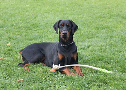 Doberman Pinscher sitting on a grassy field