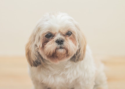 Close up of cream Shih Tzu dog