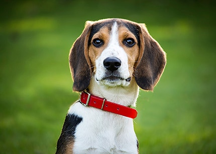 Beagle dog outside