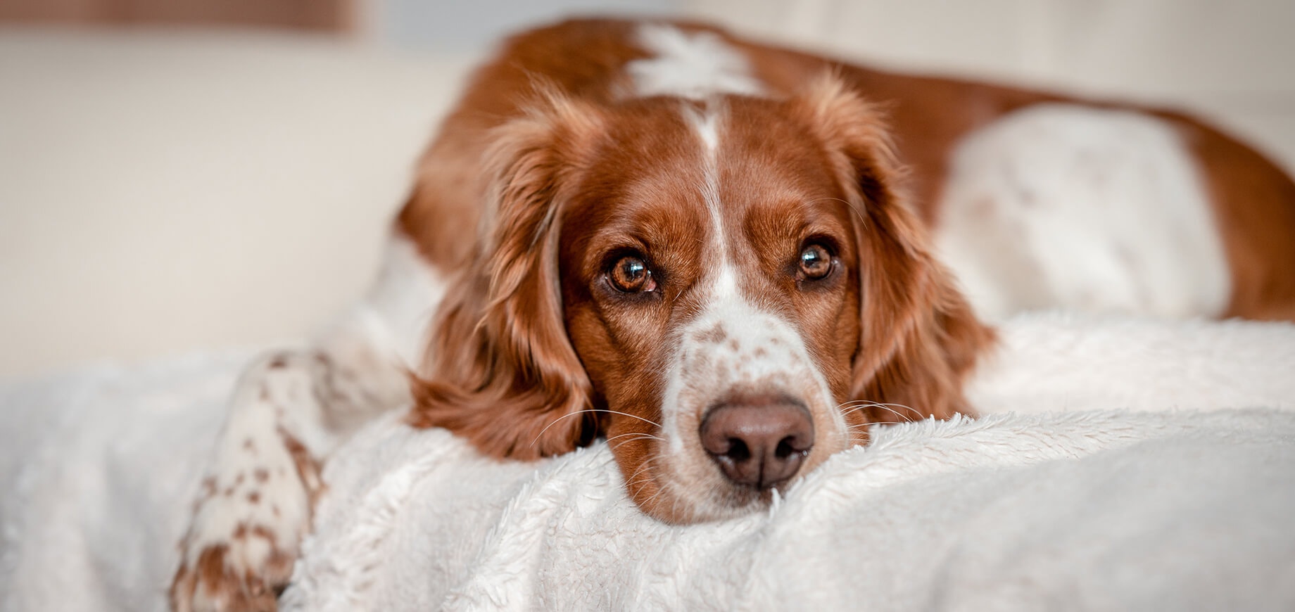 Separation anxiety in dogs