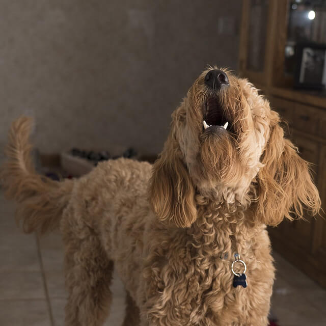 How to stop excessive barking in dogs?