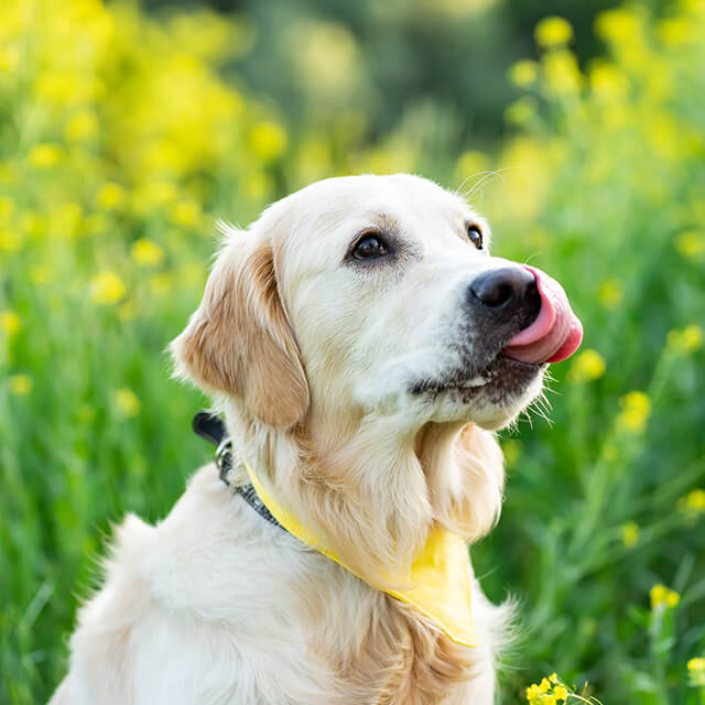 golden retriever dog licking nose