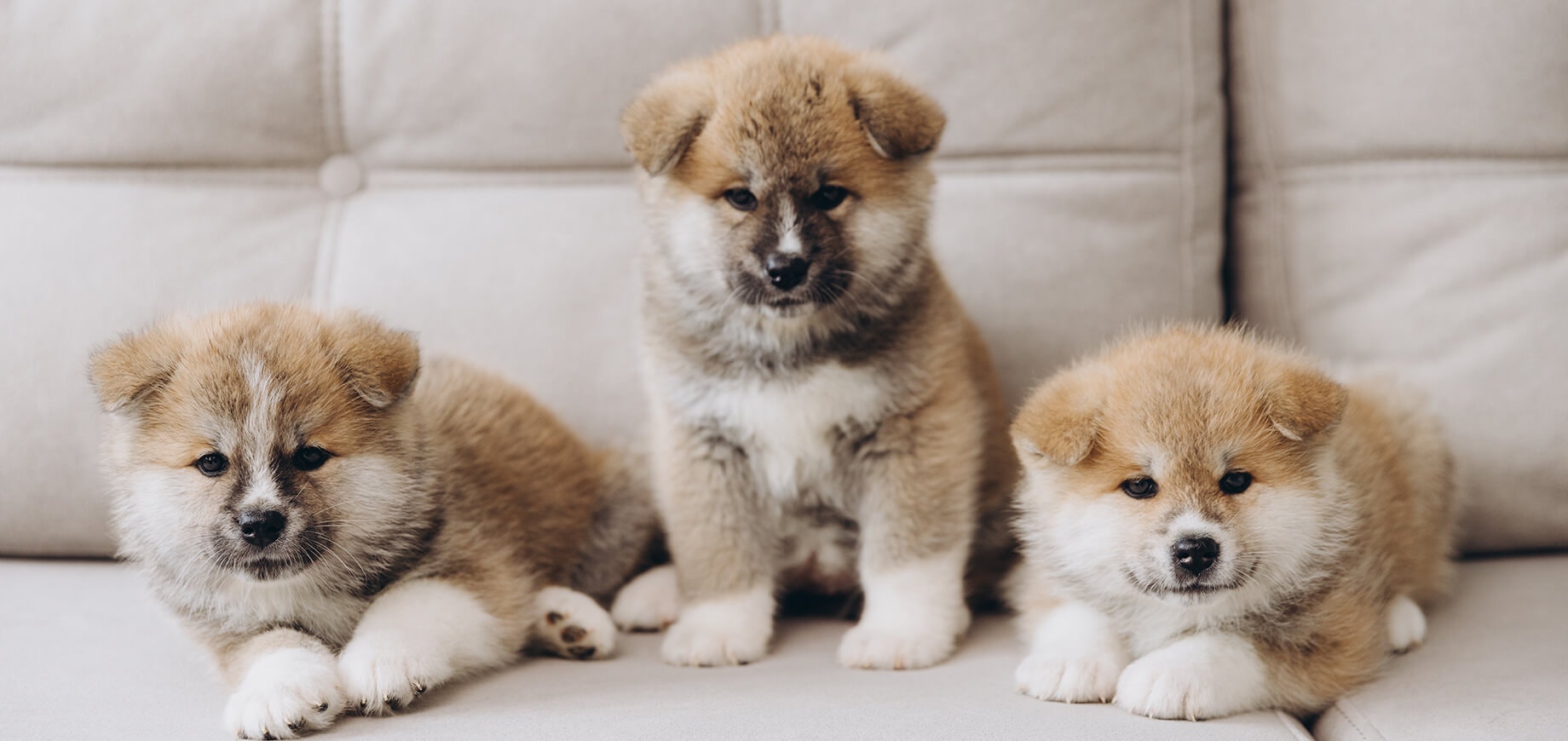 three cute japanese akita inu puppies