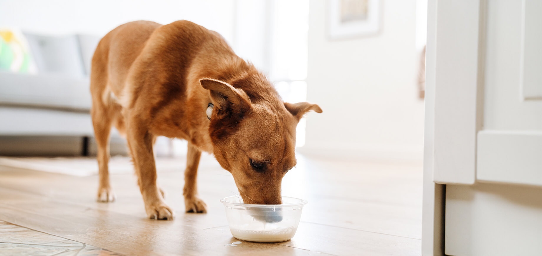 ginger dog drinking milk from a bowl