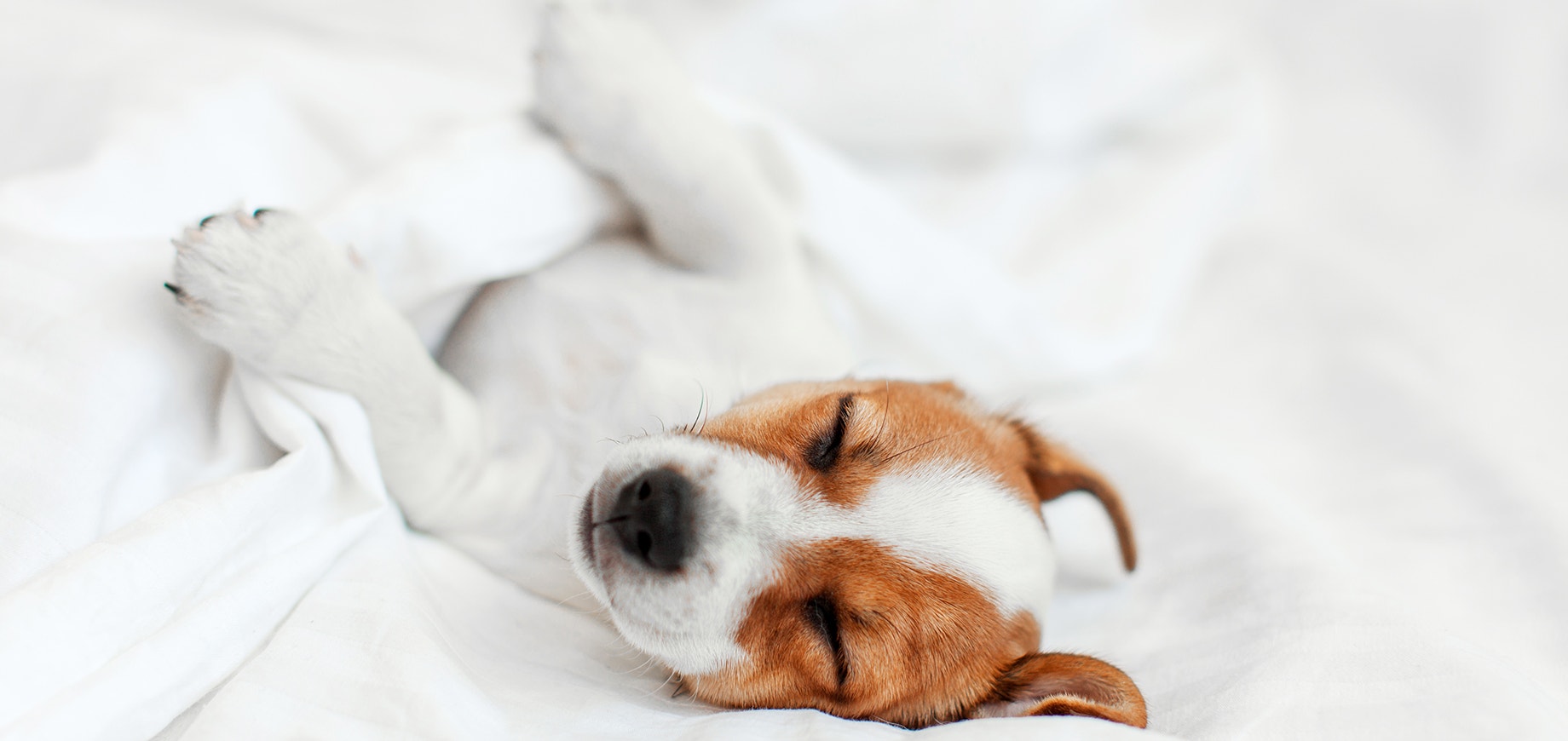 Terrier puppy sleeping in bed