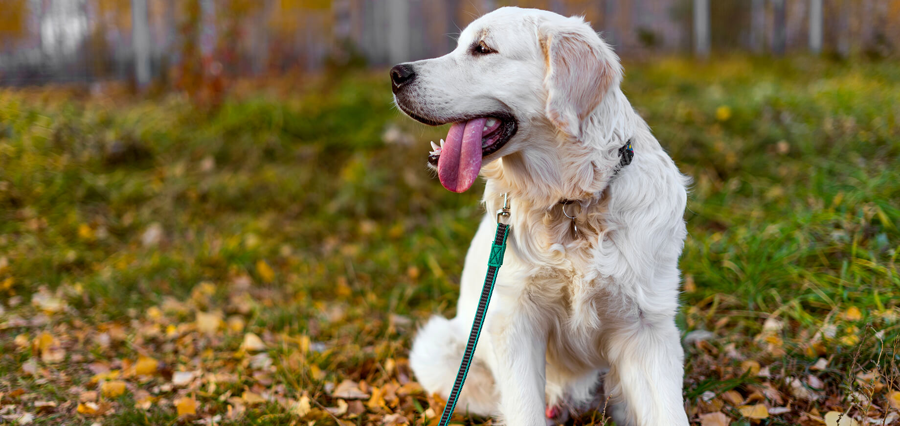 male golden retriever outside with collar and lead