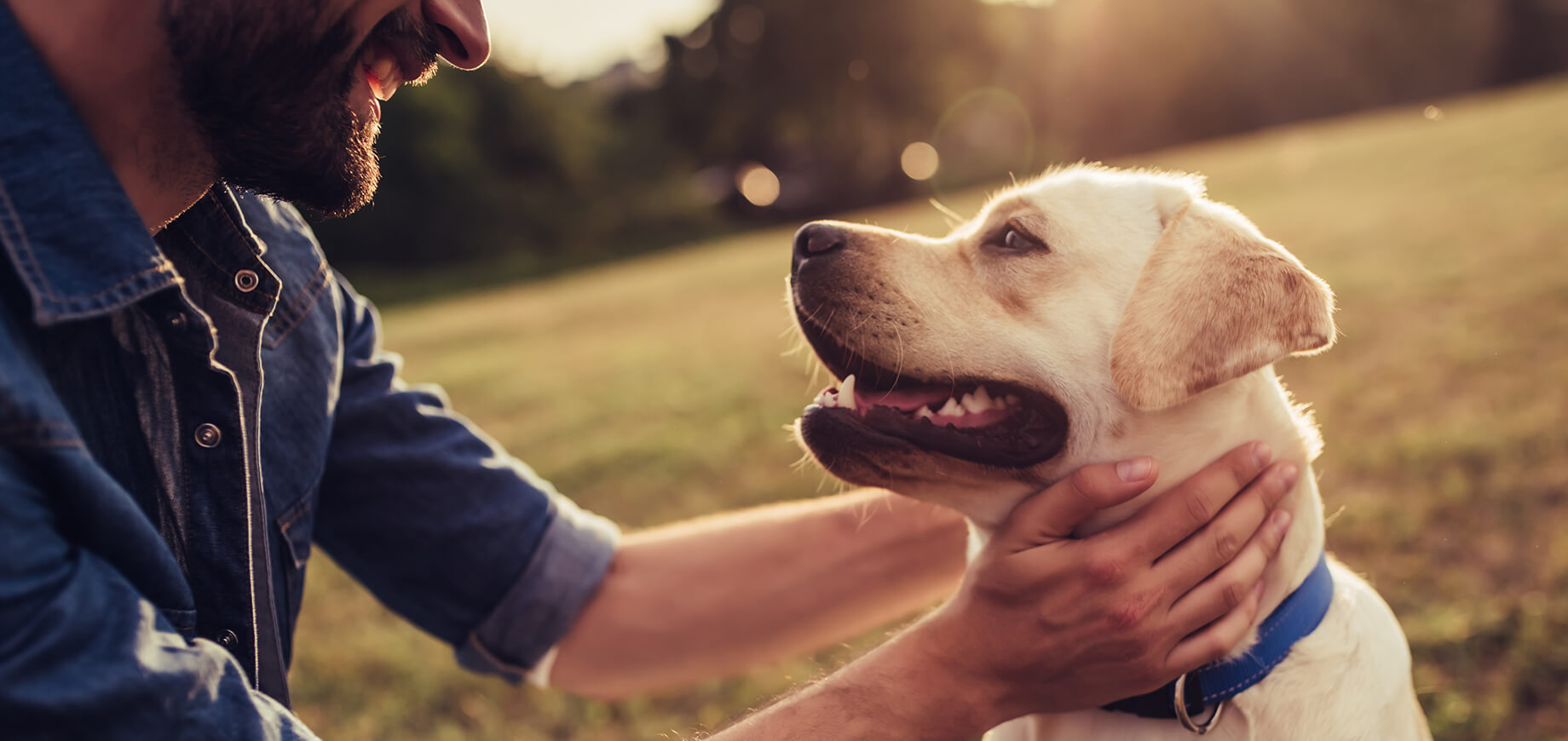 happy smiling labrador outside