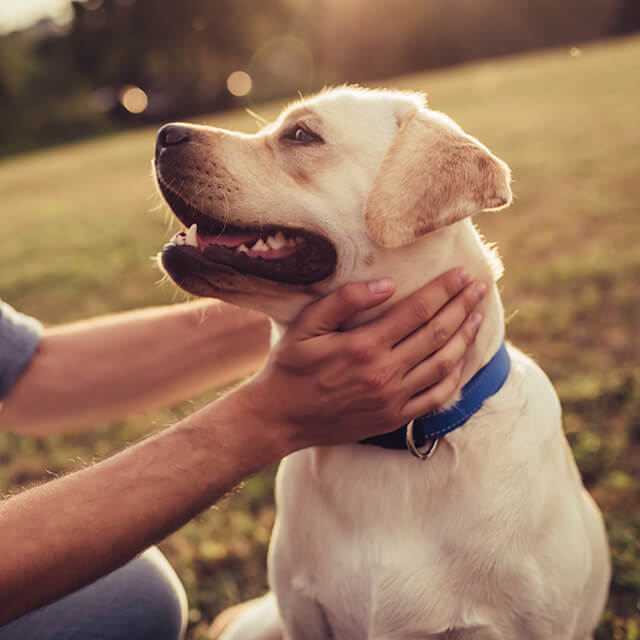 happy smiling labrador outside