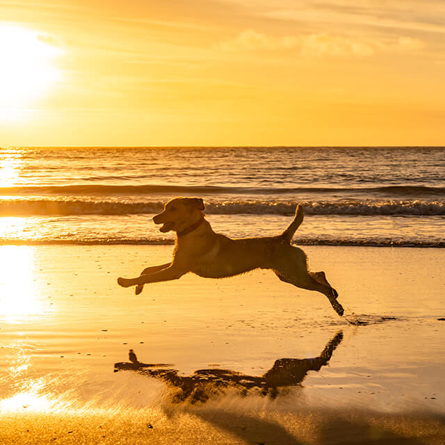 A happy dog running along the beach at sunset