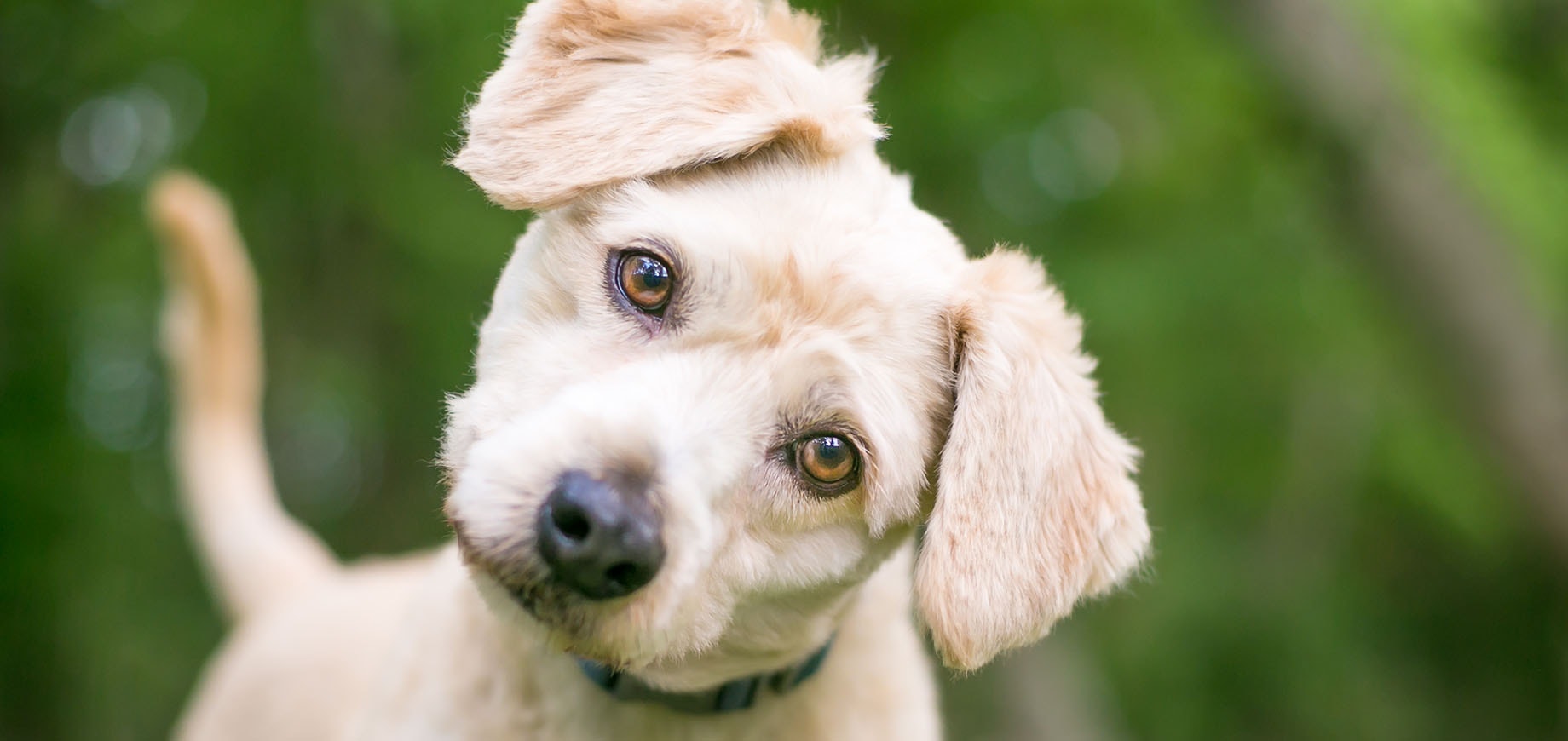 A Labrador Retriever/Poodle mixed breed puppy tilting their head