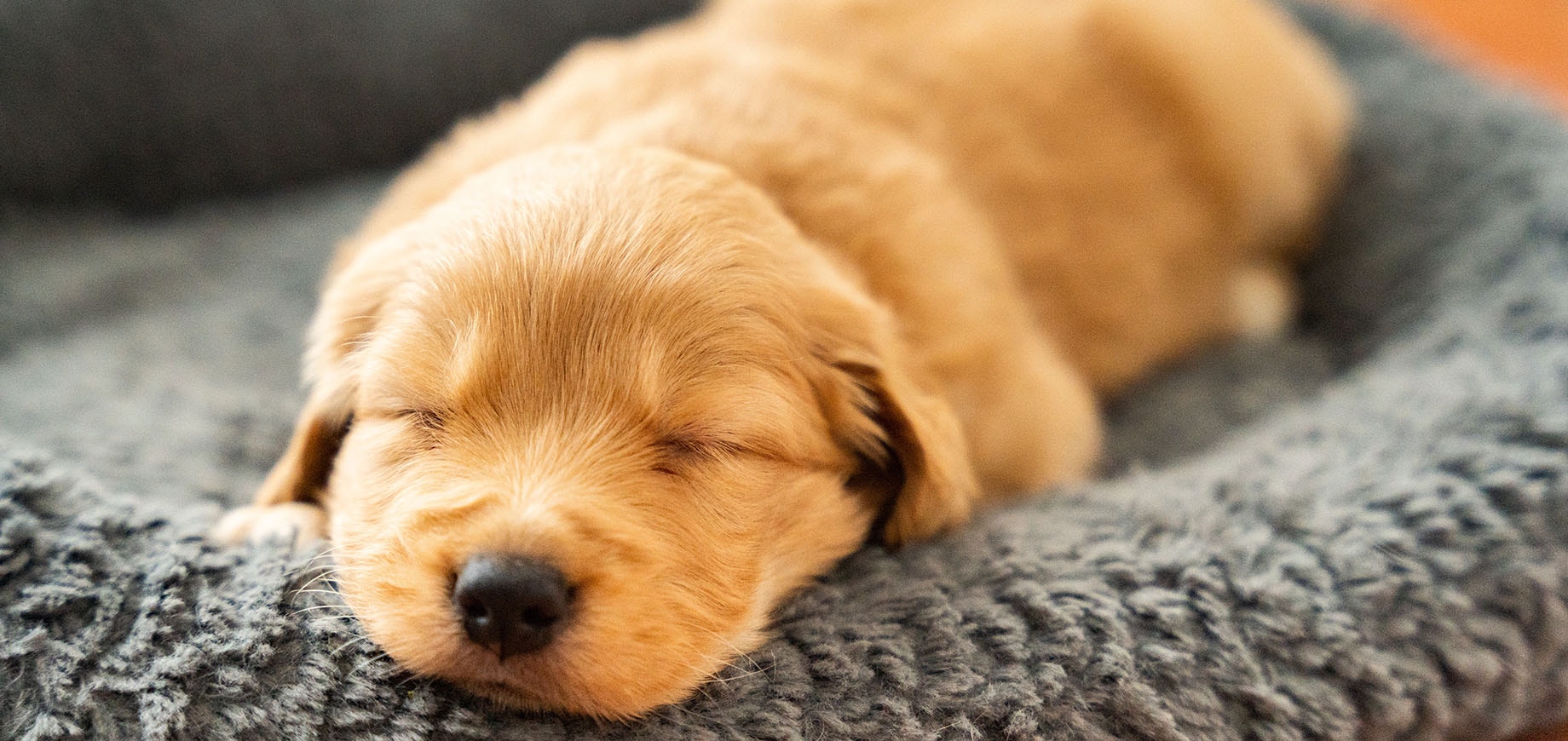 When do puppies open their eyes? Your complete guide