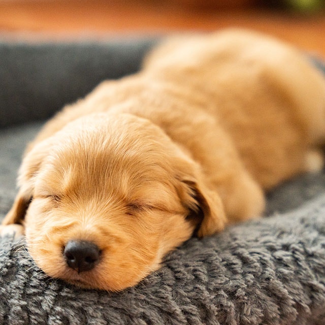 When do puppies open their eyes? Your complete guide