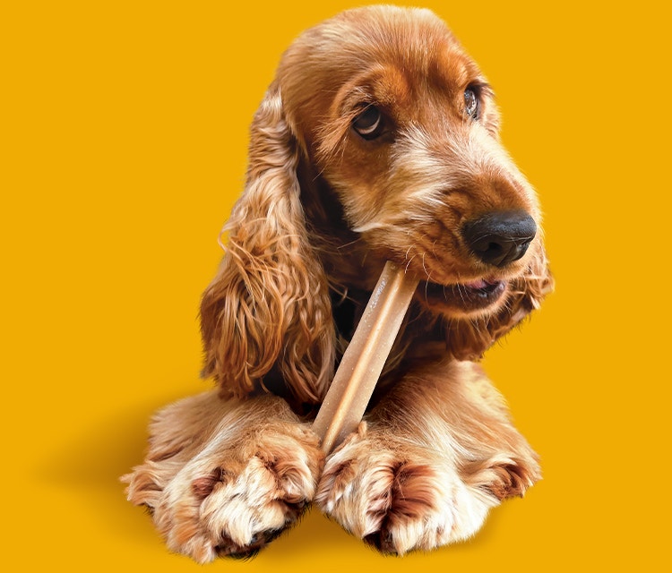 A cocker spaniel chews a Pedigree Dentastix dental chew​