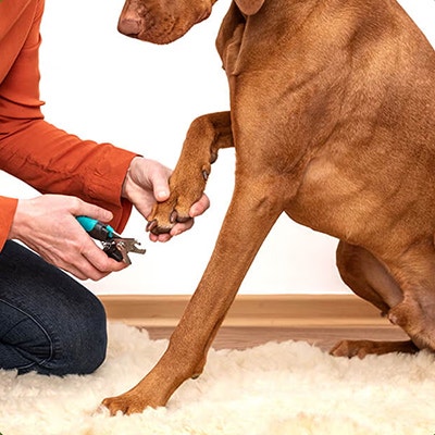 Pedigree Caring for your Dog