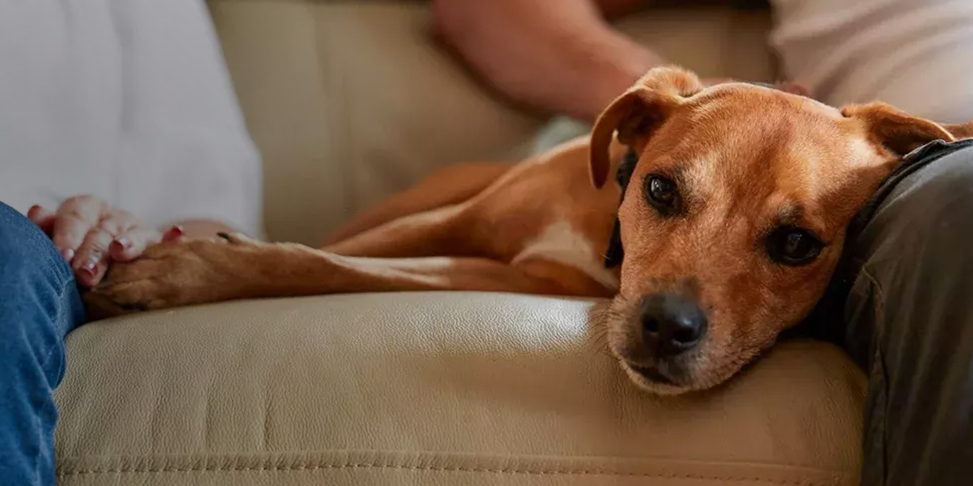 A brown mix-breed rescue dog lays on a sofa between two people.