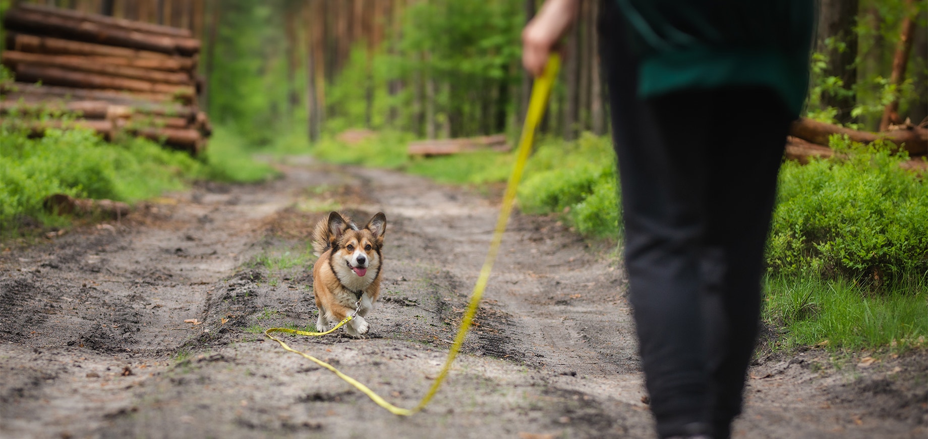 A person is outside training a puppy using a clicker and treats.